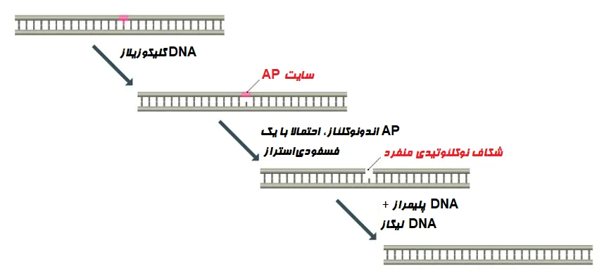 ترمیم برش بازی