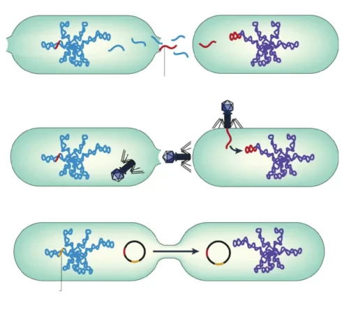 انتقال افقی ژن در پروکاریوت‌ها و یوکاریوت‌ها