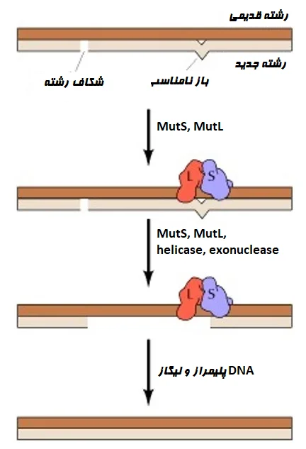 بازسازی نابرابر
