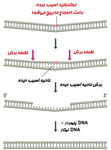 ترمیم برش نوکلئوتیدی