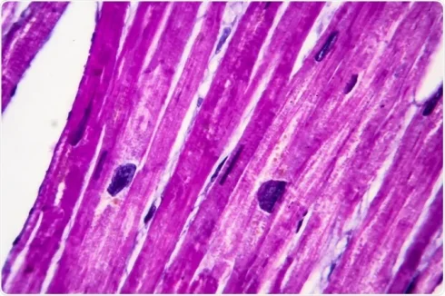 جداسازی سلول‌های قلب با فلوسایتومتری