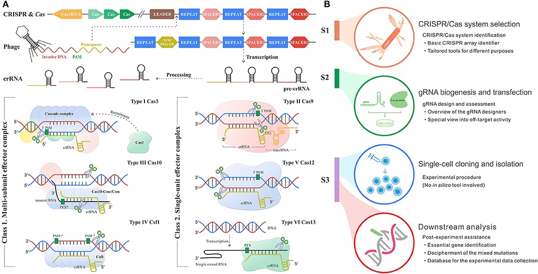 crispr