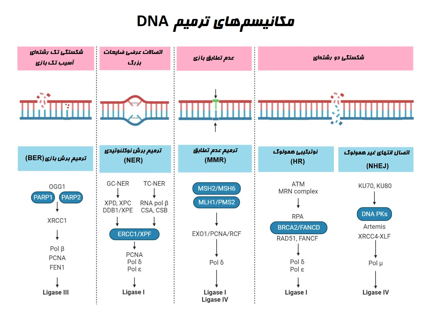 انواع و مکانیسمهای ترمیم DNA