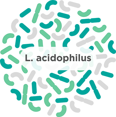 لاکتوباسیلوس اسیدوفیلوس (L. acidophilus) چیست؟
