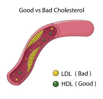 LDL AND HDL