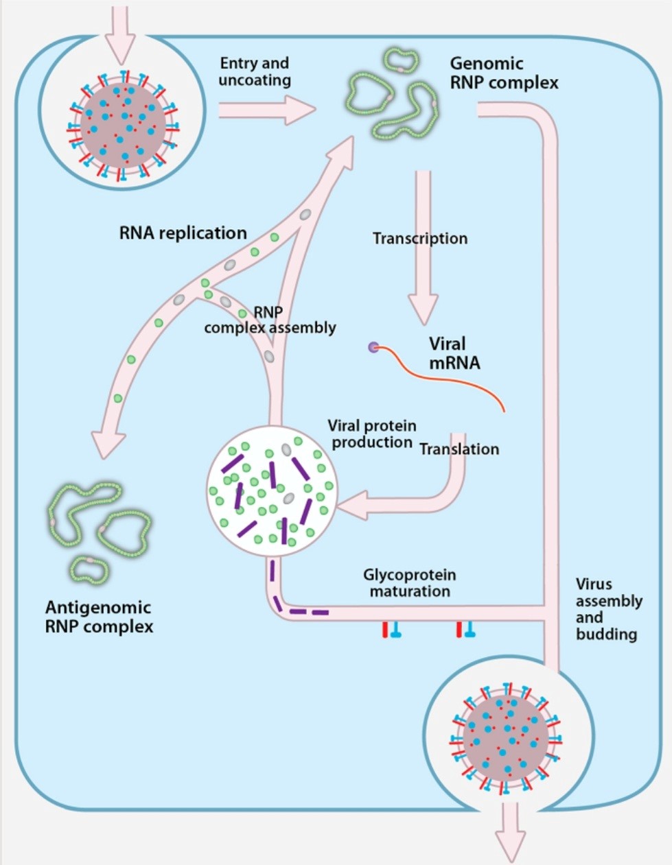 تکثیر ویروس تب خونریزی دهنده کریمه کنگو
