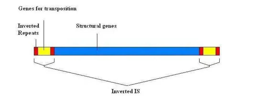 دامنه‌های ترانسپوزونی