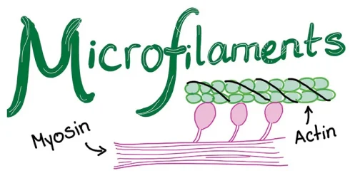 میکروفیلامنت چیست؟