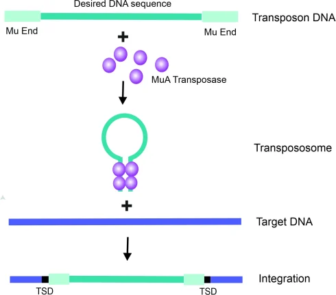 ترانسپوزون‌ چیست؟