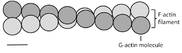 ساختار میکروفیلامنت