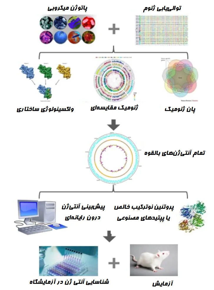 روند شماتیک واکسن شناسی معکوس