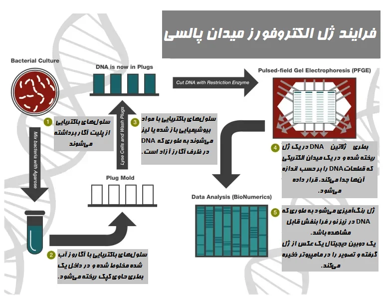 مراحل ژل الکتروفورز میدان پالسی