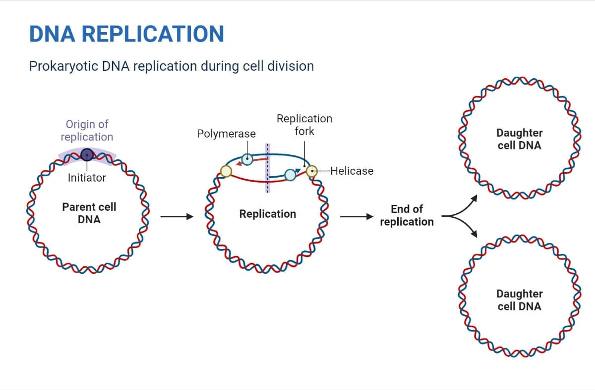 همانندسازی DNA در پروکاریوتها