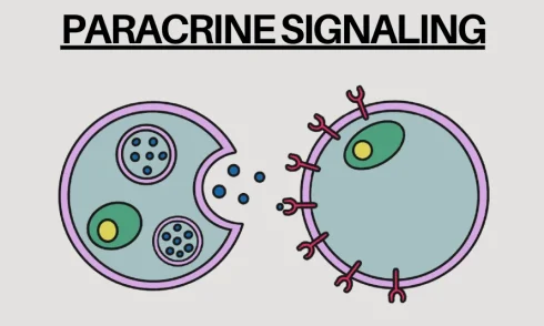 سیگنال‌دهی پاراکرین