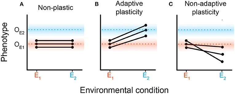 انعطاف پذیری فنوتیپی چیست؟