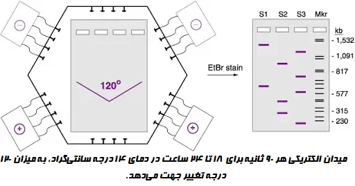 ژل الکتروفورز میدان پالسی