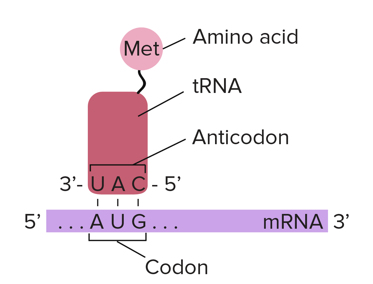 آنتی کدون tRNA