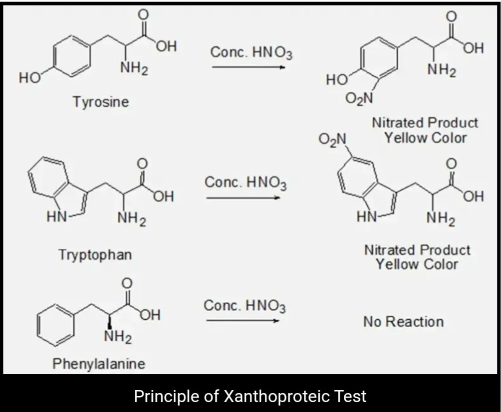 اصول تست زانتوپروتئیک