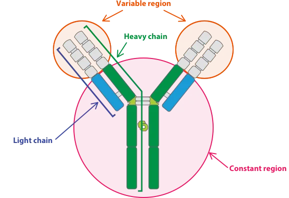 آنتی بادی‌های دومیزبانه