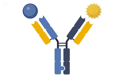 آنتی بادی‌های دومیزبانه