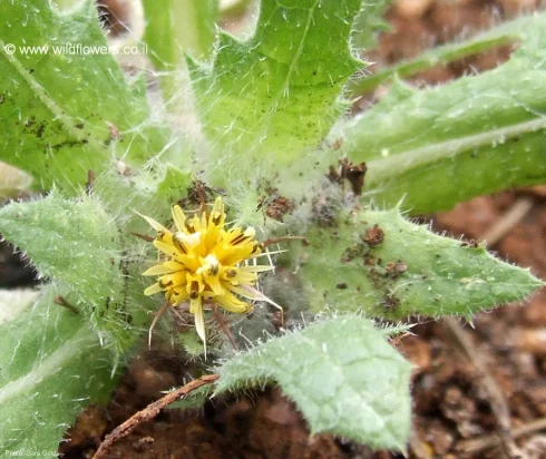 گیاه دارویی خار مقدس