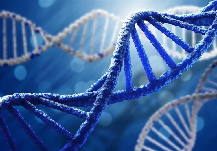 DNA هرمی چیست؟