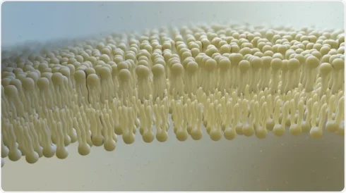 لیپیدومیکس چیست؟