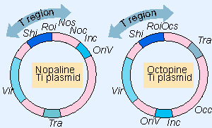انواع پلاسمید Ti
