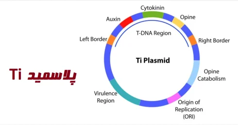 پلاسمید Ti چیست؟
