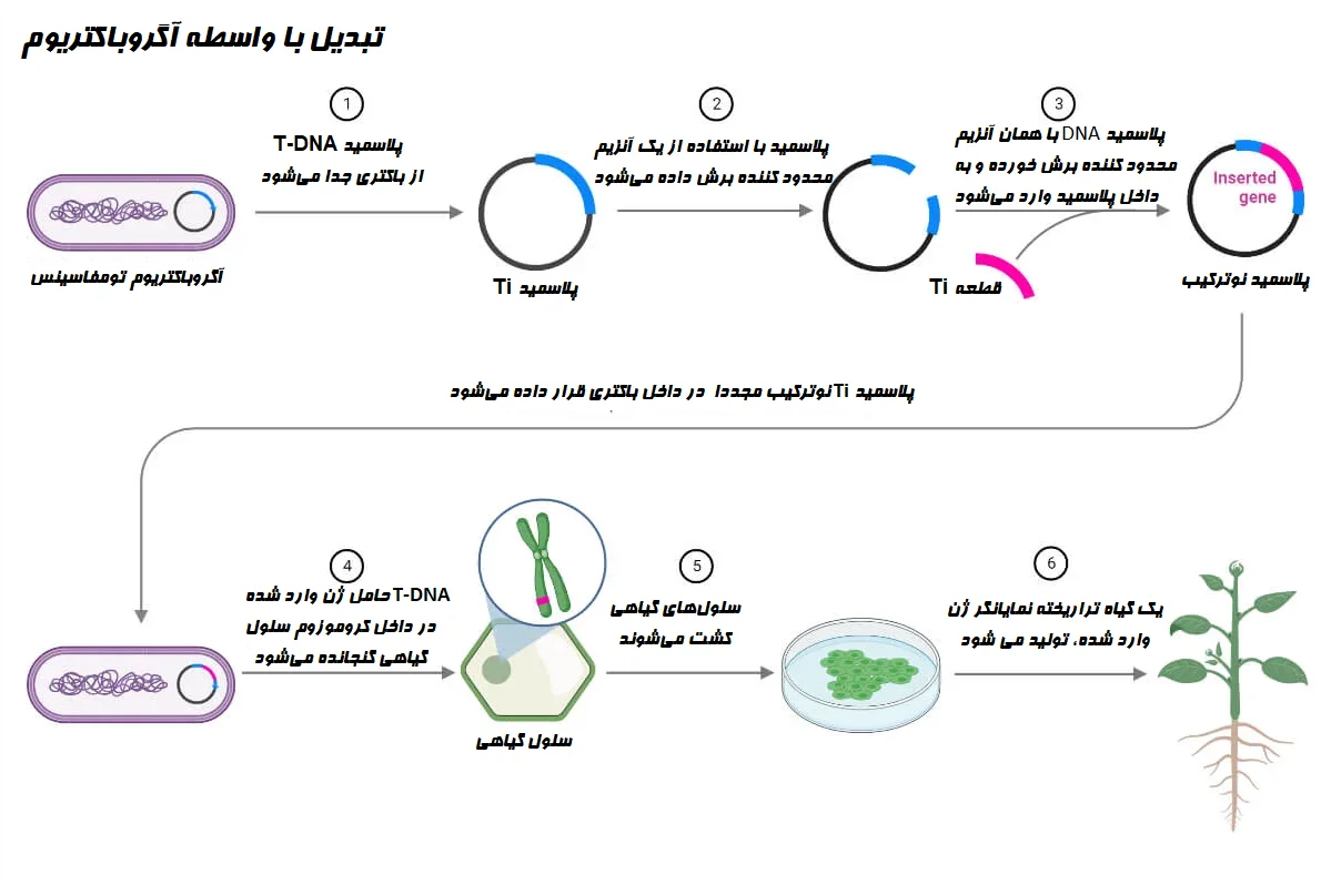 تبدیل با واسطه آگروباکتریوم
