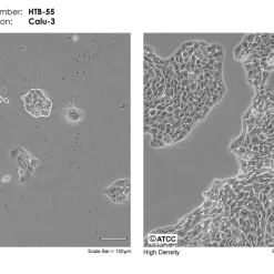Alternative view of رده سلولی Calu-3