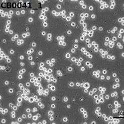 قیمت رده سلولی HL-60