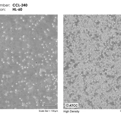فروش رده سلولی HL-60