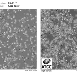فروش رده سلولی RAW 264.7
