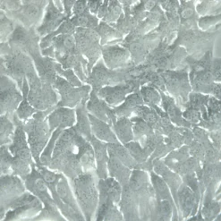 خرید رده سلولی SK-OV-3