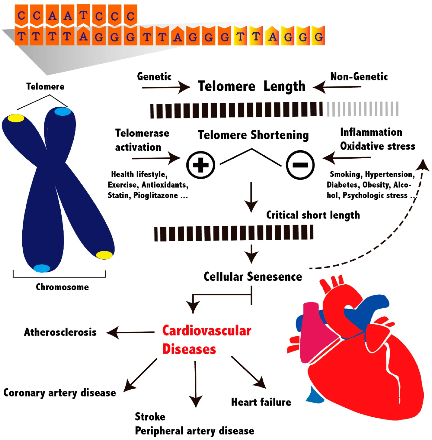 بیماریهای تلومر
