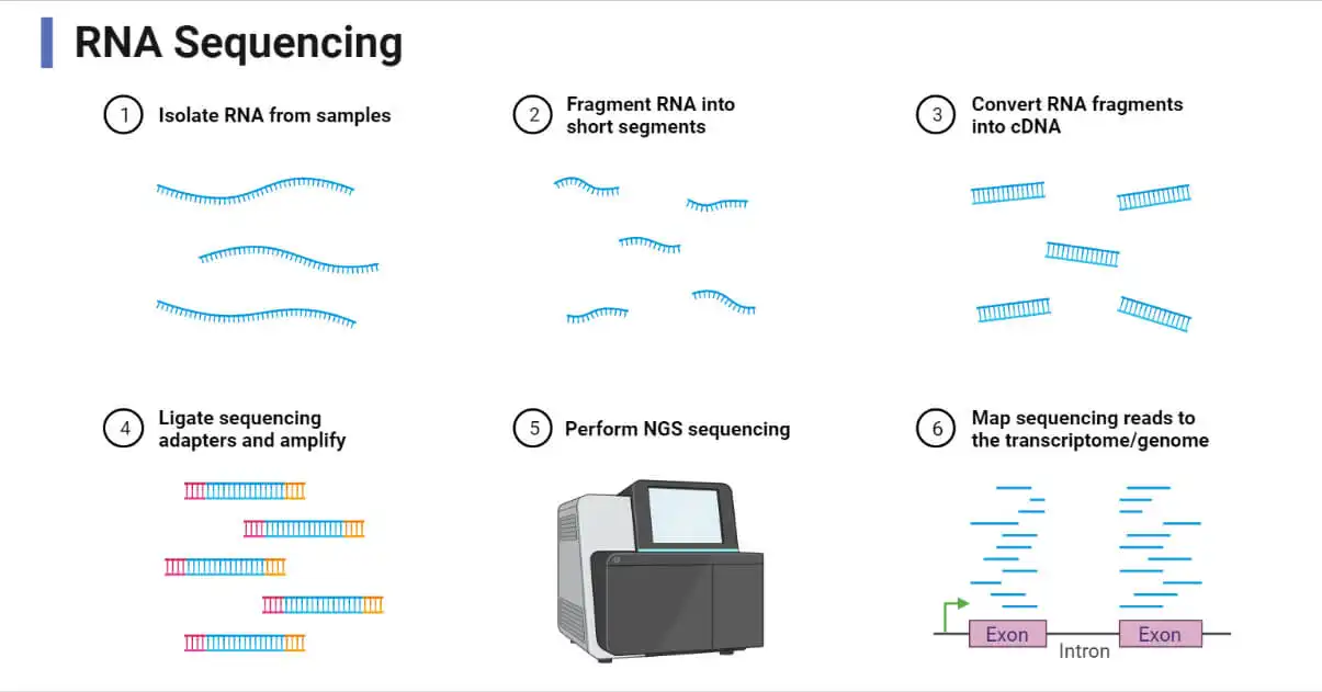توالی‌یابی RNA