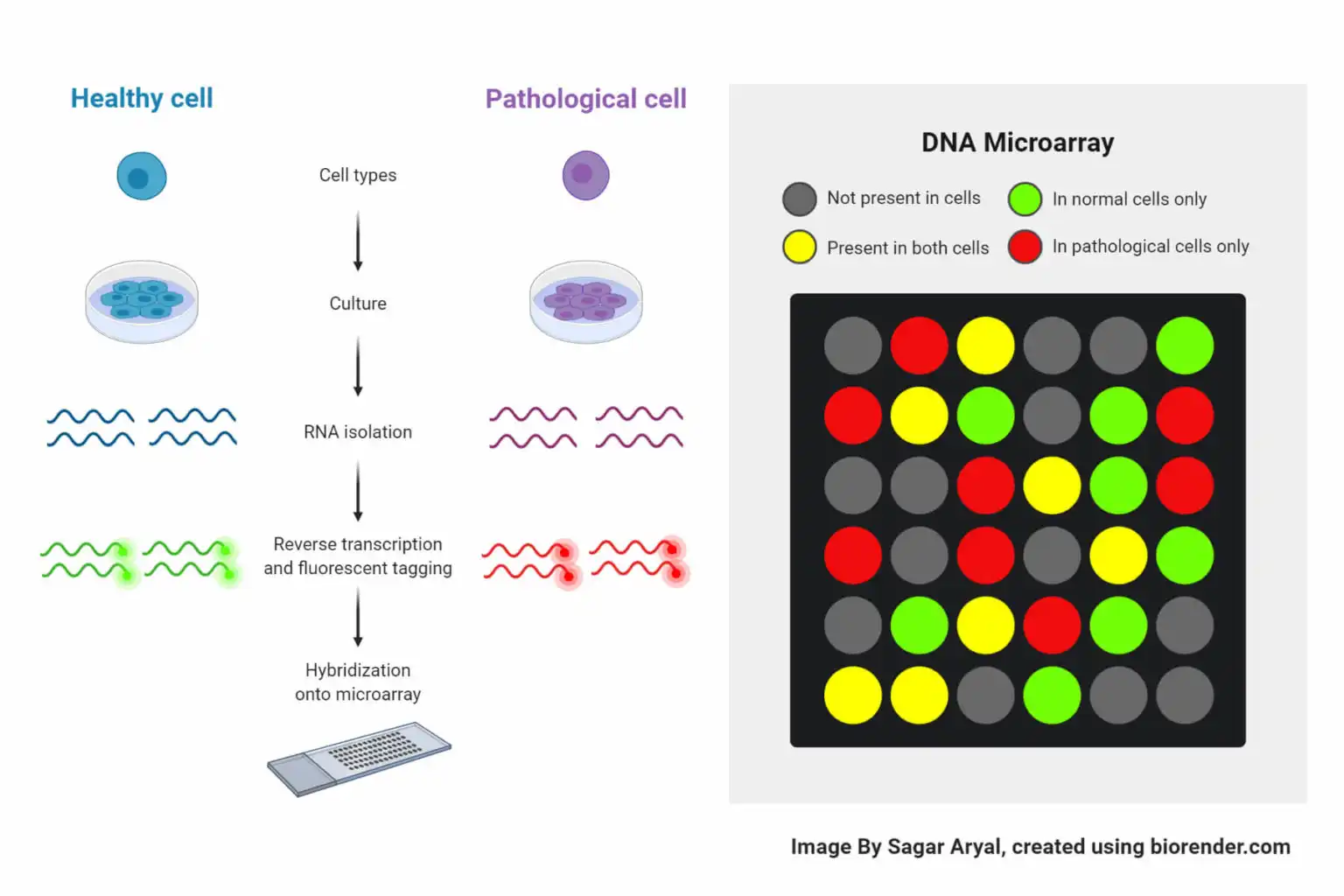 ریزآرایه (Microarrays)