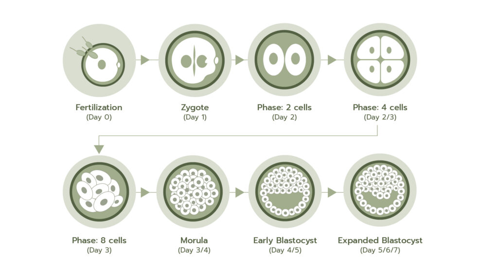 مراحل تشکیل بلاستوسیست