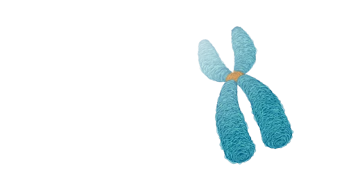 سانترومر چیست