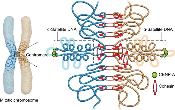 کارکردهای سانترومر