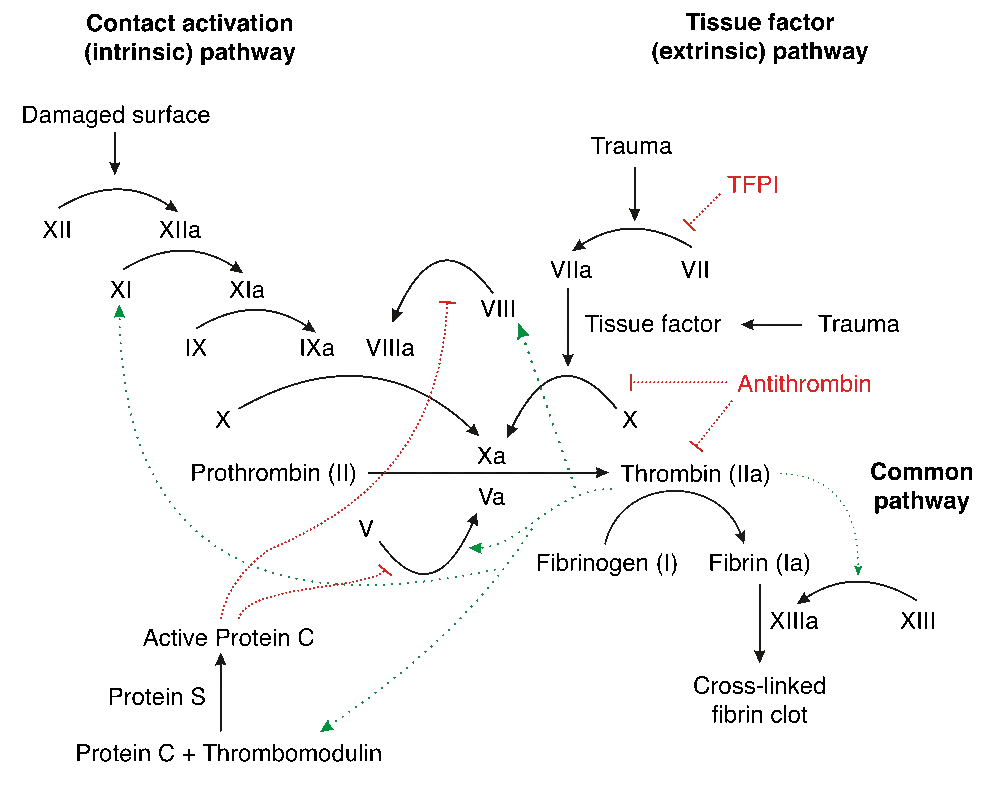 مسیرهای انعقادی داخلی و خارجی