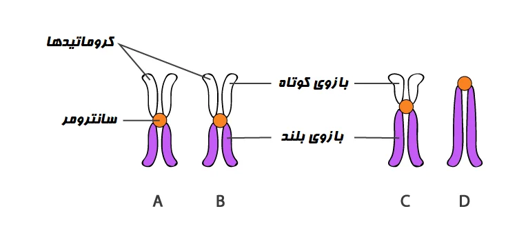 ساختار سانترومر