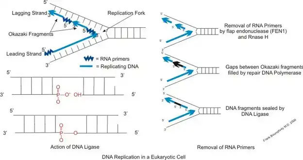 آنزیم‌های دخیل در تشکیل قطعات اوکازاکی