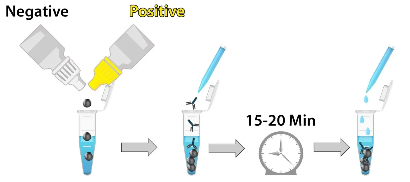 آنتیبادیهای کونژوگه