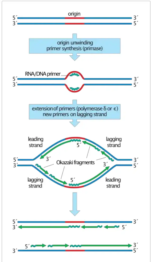 تشکیل قطعات اوکازاکی