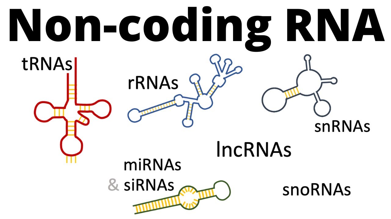 RNA غیرکدکننده چیست؟ نقش non-coding RNA در ترجمه و رونویسی