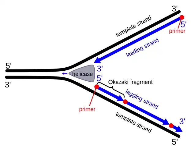 قطعات اوکازاکی در رشته لگینگ