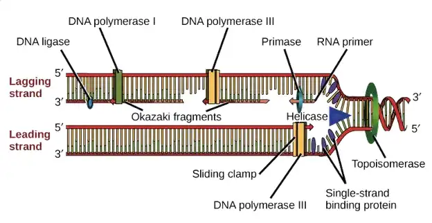 چرا قطعات اوکازاکی ناپیوسته هستند؟