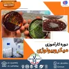 دوره کارآموزی میکروبیولوژی